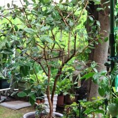 フェイジョア鉢植え