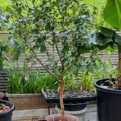 フェイジョア鉢植えその2