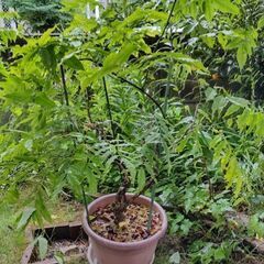 鉢植えの藤