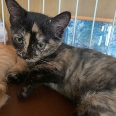 子猫のサビちゃん