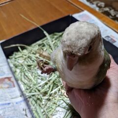 ウロコインコを探しています