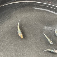 メダカ　ユリシスの画像