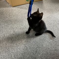 黒猫の子猫　男の子