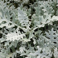 【ｶﾗ−ﾘ−ﾌ】白妙菊3Pセット