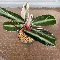 観葉植物 ストロマンテ トリオスター
