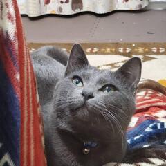 里親を探してます。 - 猫
