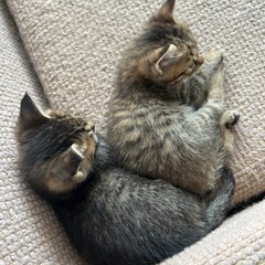 キジトラ子猫　メス1匹
