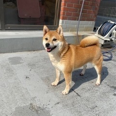 ブリーダーさんから引退の柴犬ちゃんです　受付終了