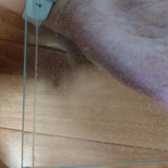 パンテオン白　6045の画像