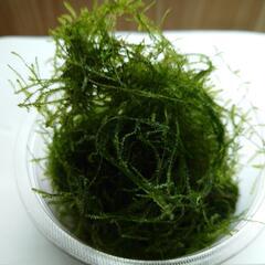 無農薬のウィローモスです。の画像