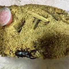 ノコギリクワガタペアの画像