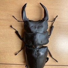 【受渡し完了】オオクワガタ　久留米血統　ブリード品　オス単品① ...