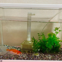 金魚の画像