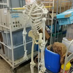 きもだめしに！骸骨、等身大の全身骨格模型　直立スタンド仕様