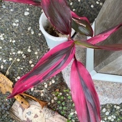 観葉植物🪴ドラセナの画像