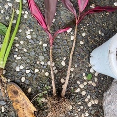 観葉植物🪴ドラセナの画像
