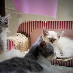 私の小さな猫の世話をしたい人を探しています,二匹の小さな猫