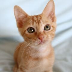 ゴロゴロが止まらない茶トラくん(募集一時停止中) - 猫