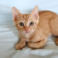 ゴロゴロが止まらない茶トラくん(募集一時停止中) − 東京都
