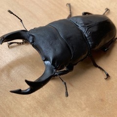【受渡し完了】【小学生以下限定】オオクワクワガタ　ペア