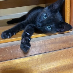 黒猫ノエルちゃん  トライアル決定