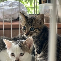 【残り3匹！】キジトラの野良猫さんが仔猫を産みました。