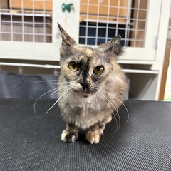 里親募集🐱ラパーマ1歳女の子❤️