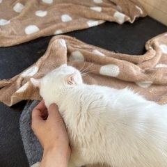 カール🐱5才の女の子💕 − 群馬県