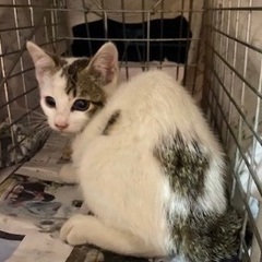 子猫2ヶ月