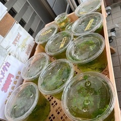ミックスメダカ6匹+水草　姫睡蓮始めました500円〜
 　
