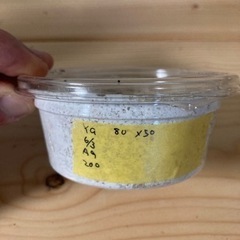 お子さん限定無料配布　オオクワガタ幼虫　能勢YG80×50