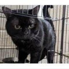 臆病者黒猫さん　　　　　　