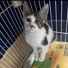 推定3ヶ月😺きじ白柄の三毛ちゃん　聡子ちゃん　8/20道の駅おお...