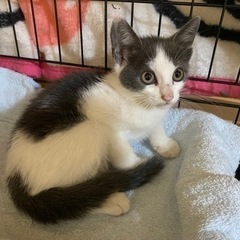 白と灰色の子猫【里親様決定】 - 四街道市