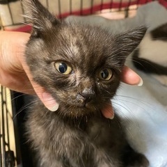 黒の子猫🐈‍⬛【里親様決定】