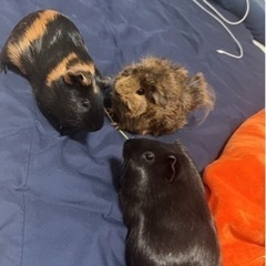 モルモット
