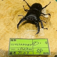 ③【お取引中】ツシマヒラタクワガタ　新成虫ペアの販売