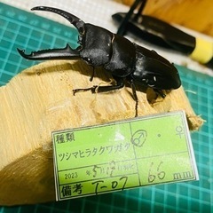 ④ツシマヒラタクワガタ　新成虫ペアの販売