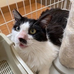 甘えん坊のハチワレくん