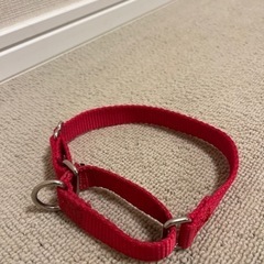首輪　小型犬　中型犬　しつけ用