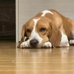ビーグル2歳