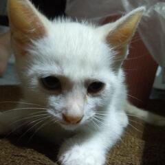 急募！子猫里親募集
