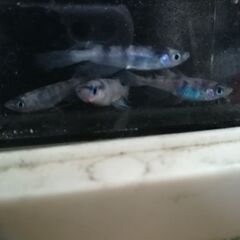 和墨　リアルロングフィン　ＲＬＦ　メダカ　卵　約30個　500円　未クリーニングの画像