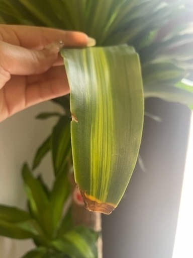 観葉植物　幸福の樹