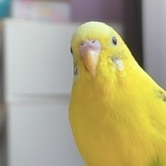セキセイインコ  里親を探しています