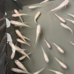 白メダカの2ペア込み合計15匹！！