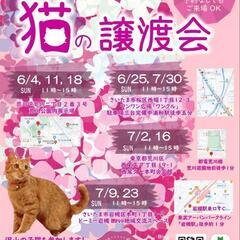 『とらちゃん本舗保護猫譲渡会』さいたま市桜区の画像
