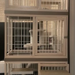 木製 キャット ゲージ 白木 ホワイト木目 折りたたみ