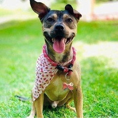 【KEKID】 迷子札 名札 ドッグタグ 愛犬用 QR Online-IDの画像