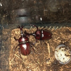 カブトムシの交換